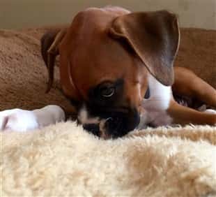 new-boxer-puppy